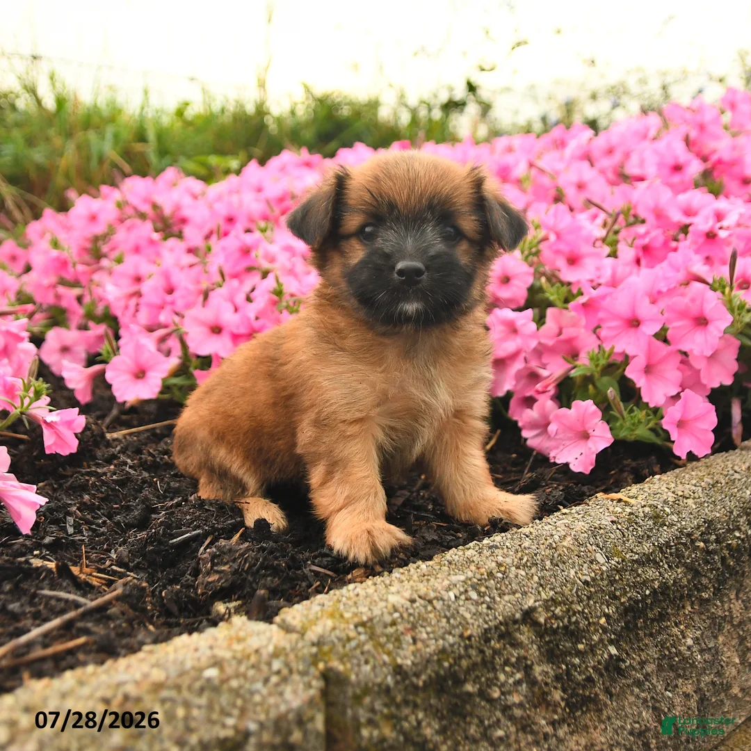 Mixed Breed dogs for sale: Gracie - Ad 1