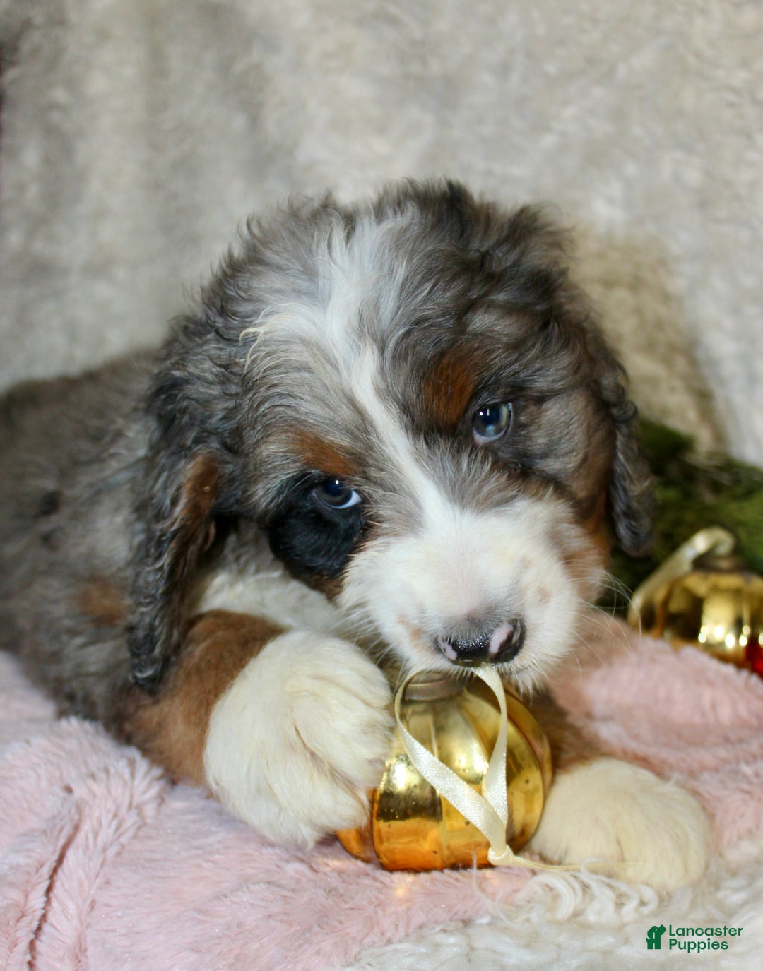 Bernedoodle dogs for sale: Bella - Ad 2