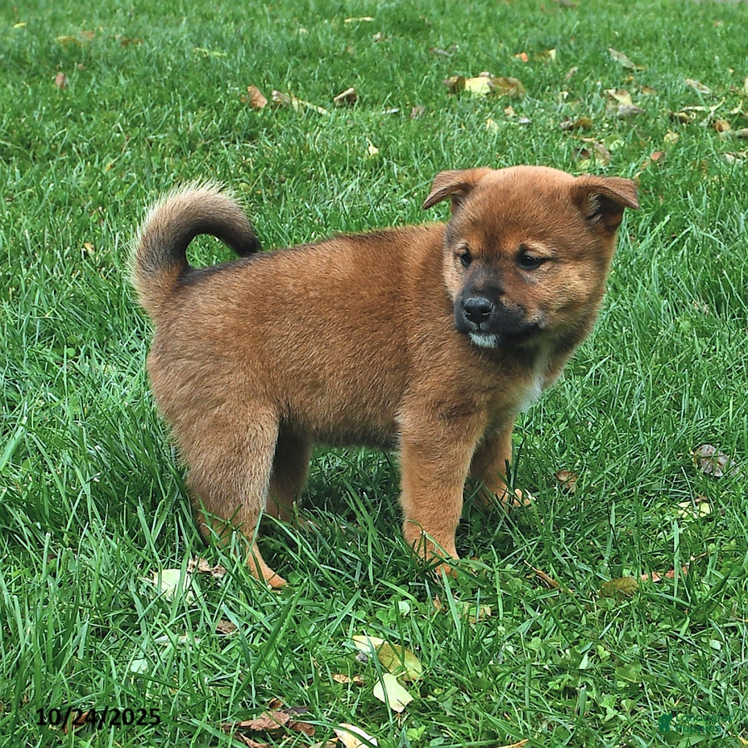 Mixed Breed dogs for sale: Missy - Ad 20