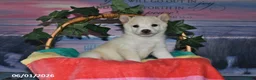 Shiba Inu dogs for sale: Lexi - Ad 5