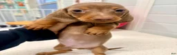 Miniature Dachshund dogs for sale: Miniature Dachshund Puppy 3 - Ad 3
