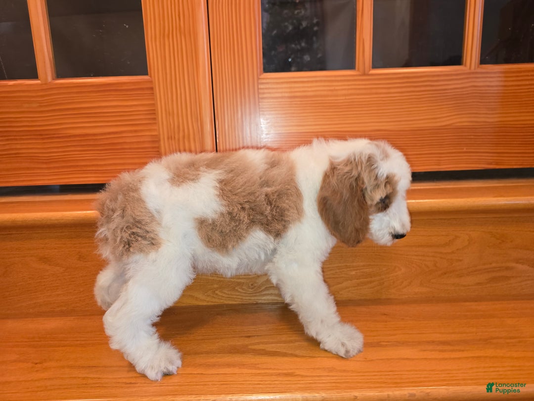 Standard Poodle dogs for sale: Bailey - Ad 3