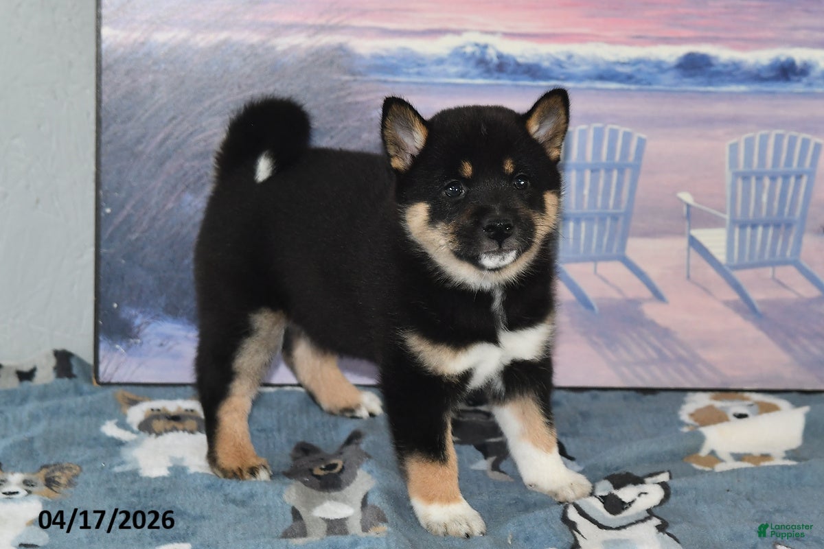 Shiba Inu dogs Resses Cup - Ad 2