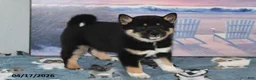 Shiba Inu dogs for sale: Resses Cup - Ad 2