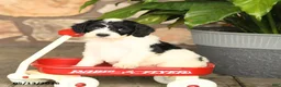 Double Doodle dogs for sale: Bandit - Ad 1