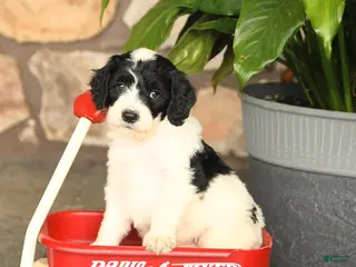 Double Doodle dogs for sale: Bandit - Ad 2