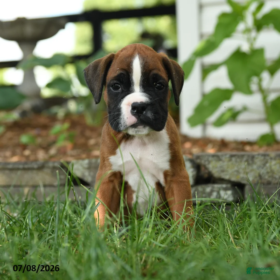 Boxer dogs for sale: Rogue - Ad 1