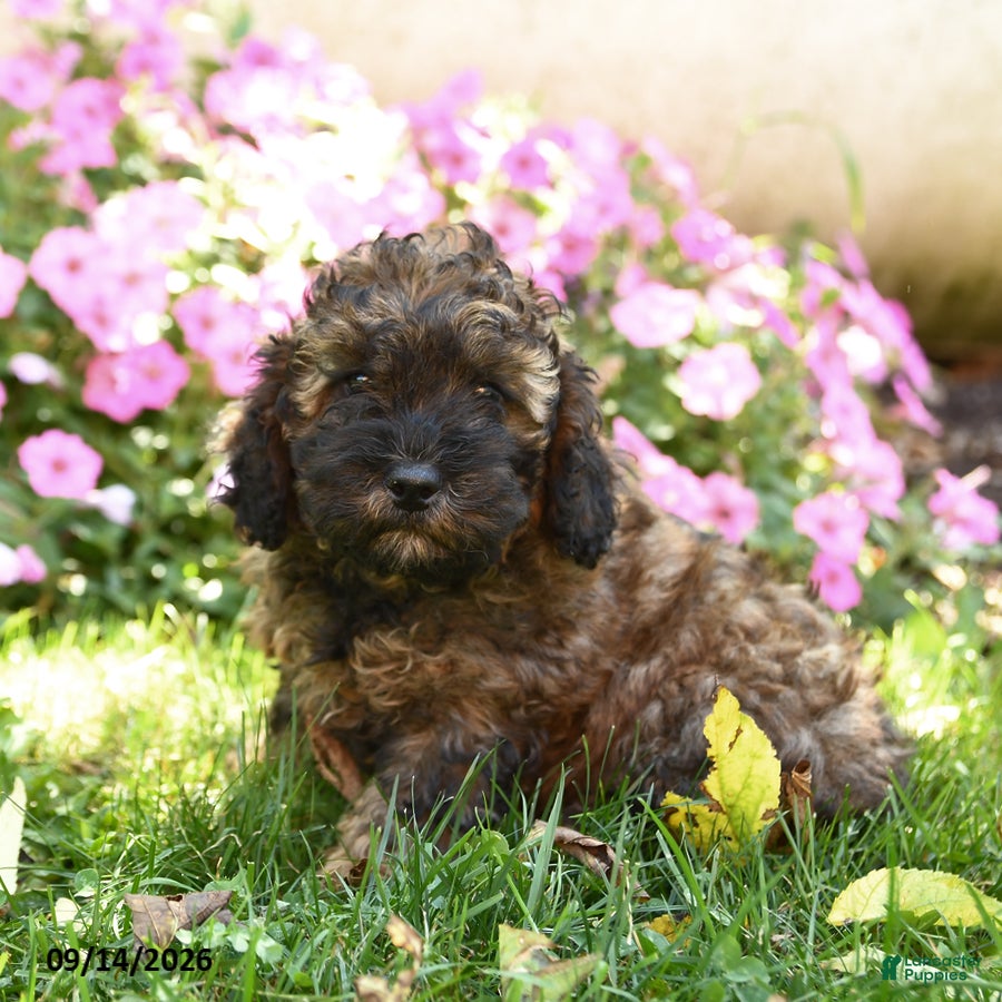 Mixed Breed dogs Maurice - Ad 1