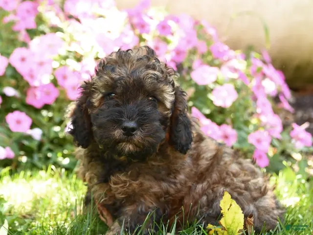 Mixed Breed dogs for sale: Maurice - Ad 1