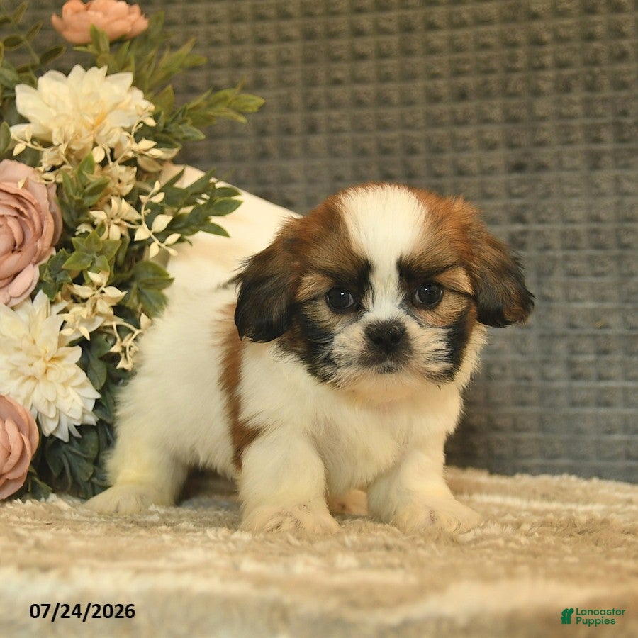 Shih Tzu dogs Bowe  - Ad 2