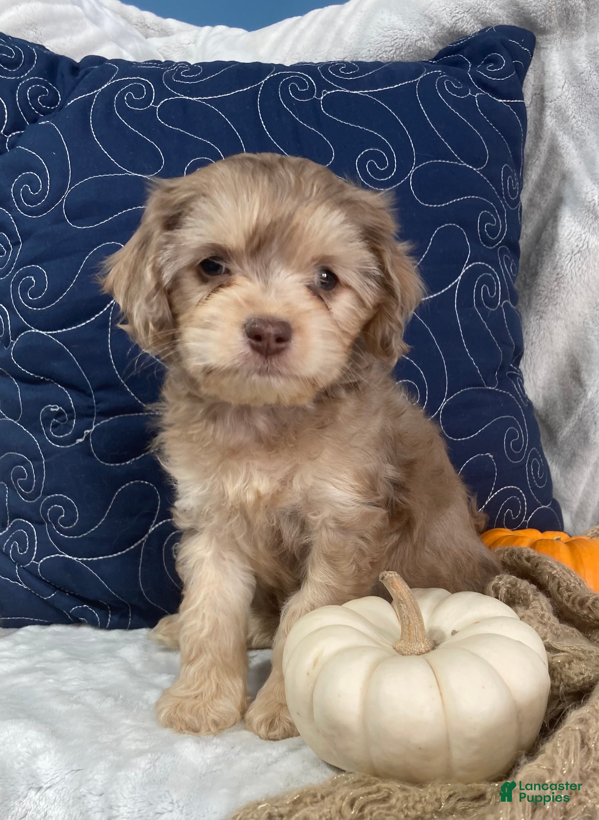 Cavapoo dogs for sale: Leif - Ad 1