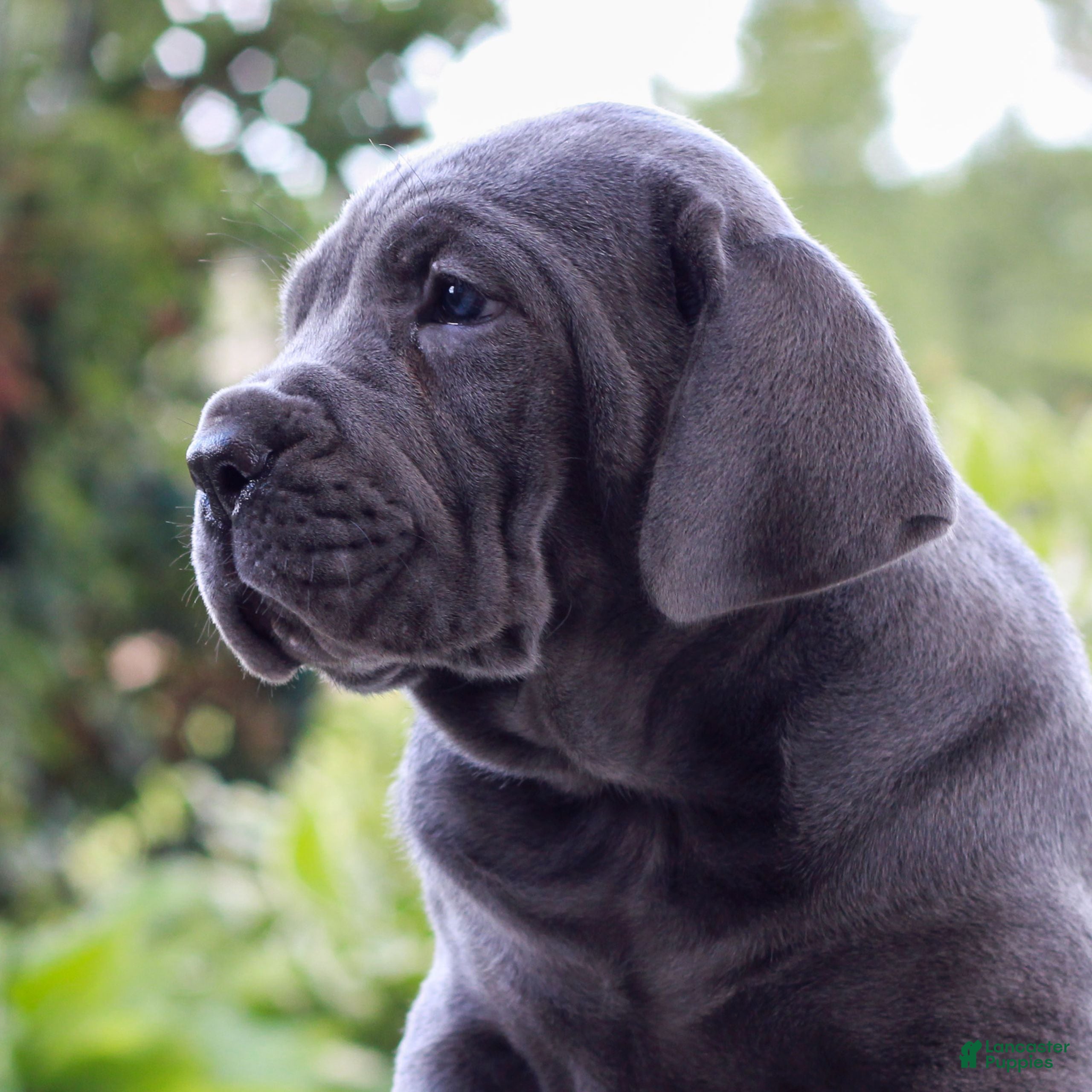 Cane Corso dogs Shadow  - Ad 2