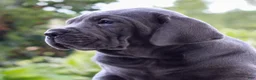 Cane Corso dogs for sale: Shadow  - Ad 2
