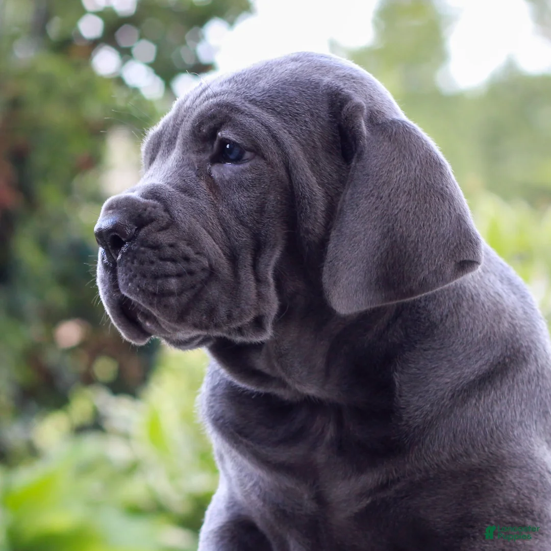 Cane Corso dogs for sale: Shadow  - Ad 2