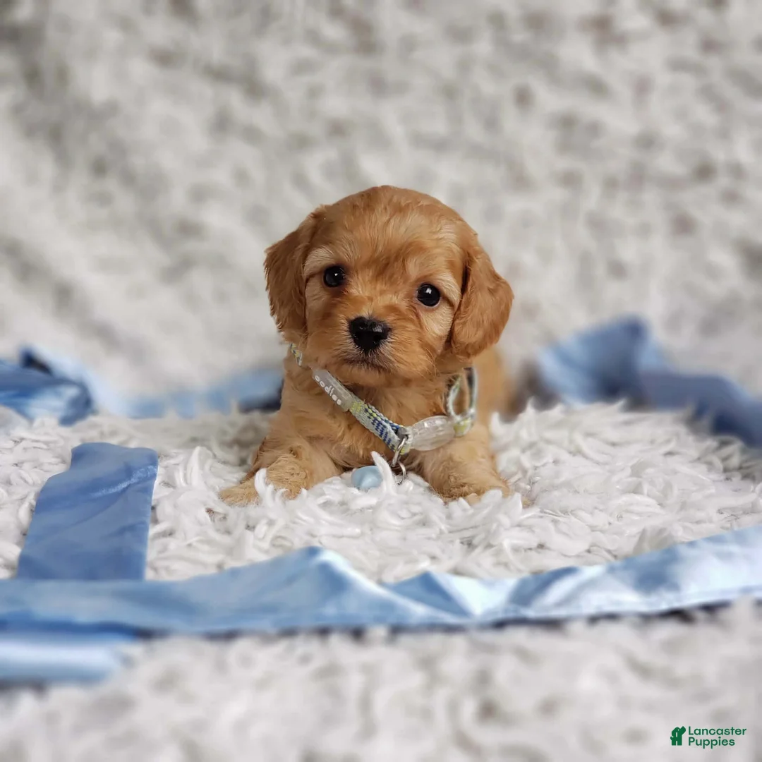 Cavapoo dogs for sale: Liam - Ad 2