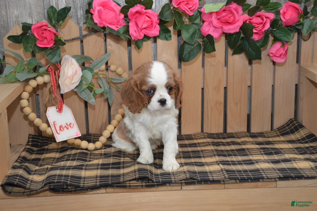 Cavalier King Charles Spaniel dogs for sale: Daisy - Ad 5