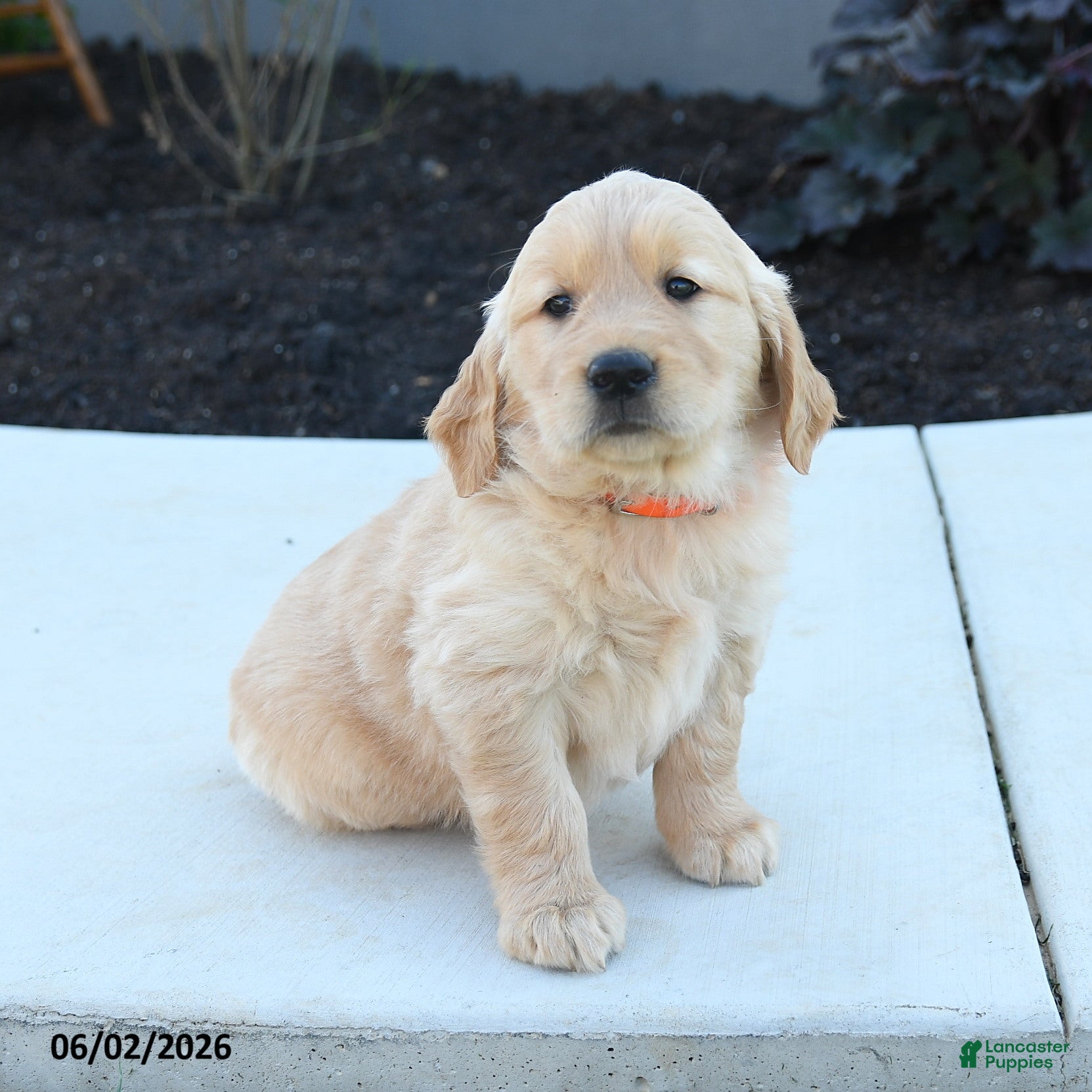 Golden Retriever dogs Wendy - Ad 2