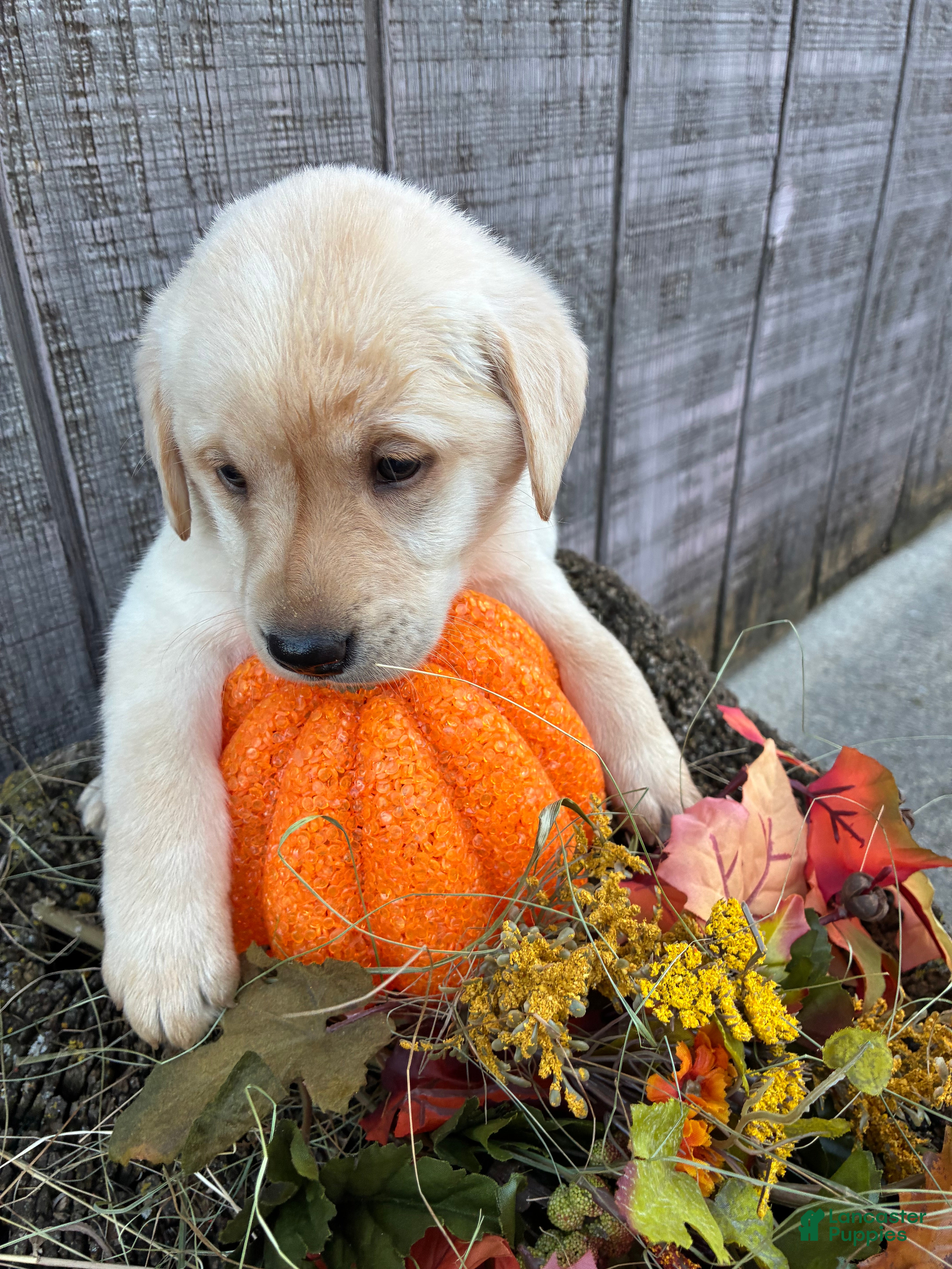 Labrador Retriever dogs White girl 4 - Ad 2