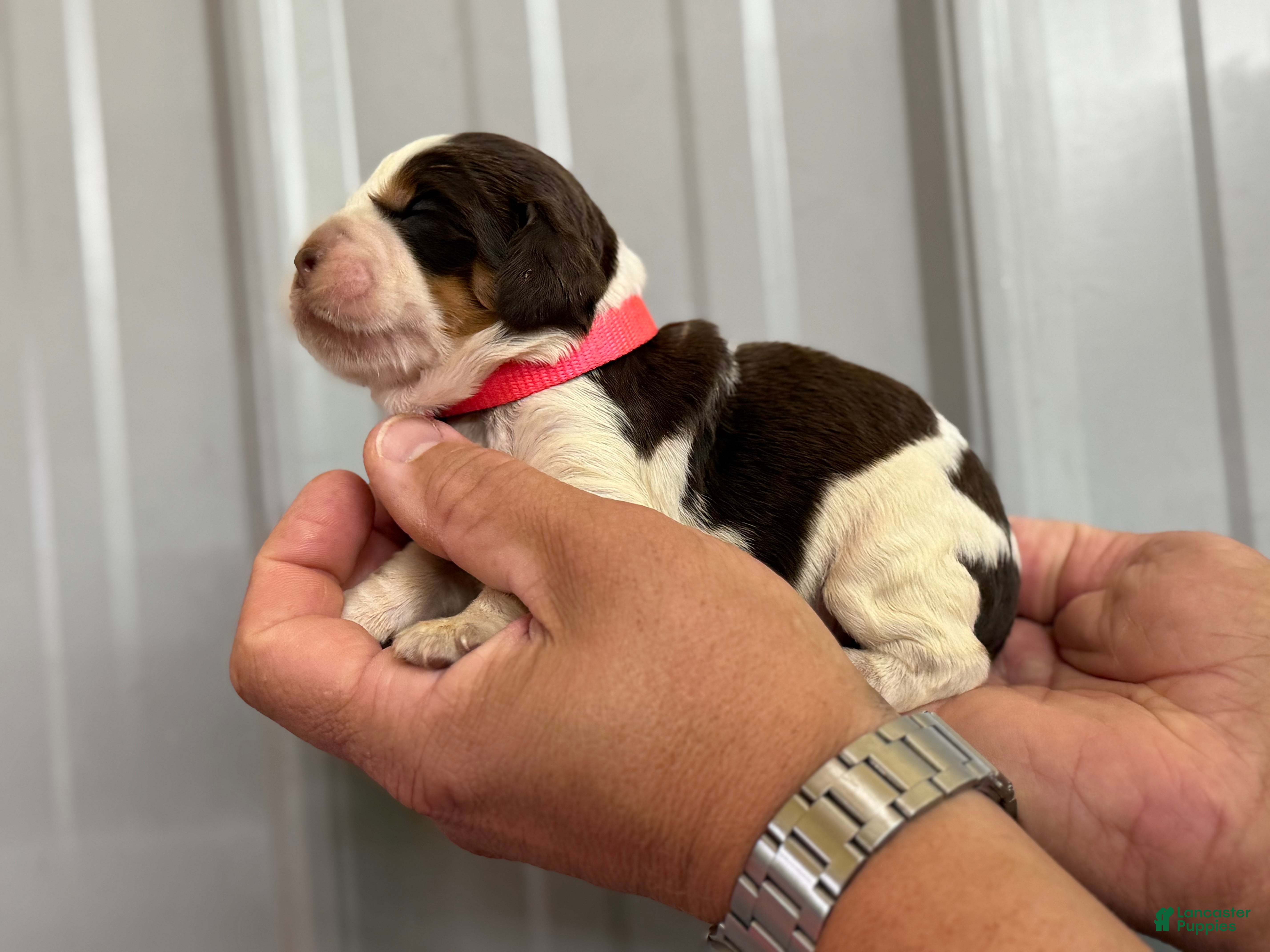 English Springer Spaniel dogs Sunny - Ad 2