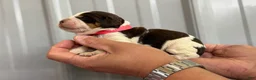 English Springer Spaniel dogs for sale: Sunny - Ad 2