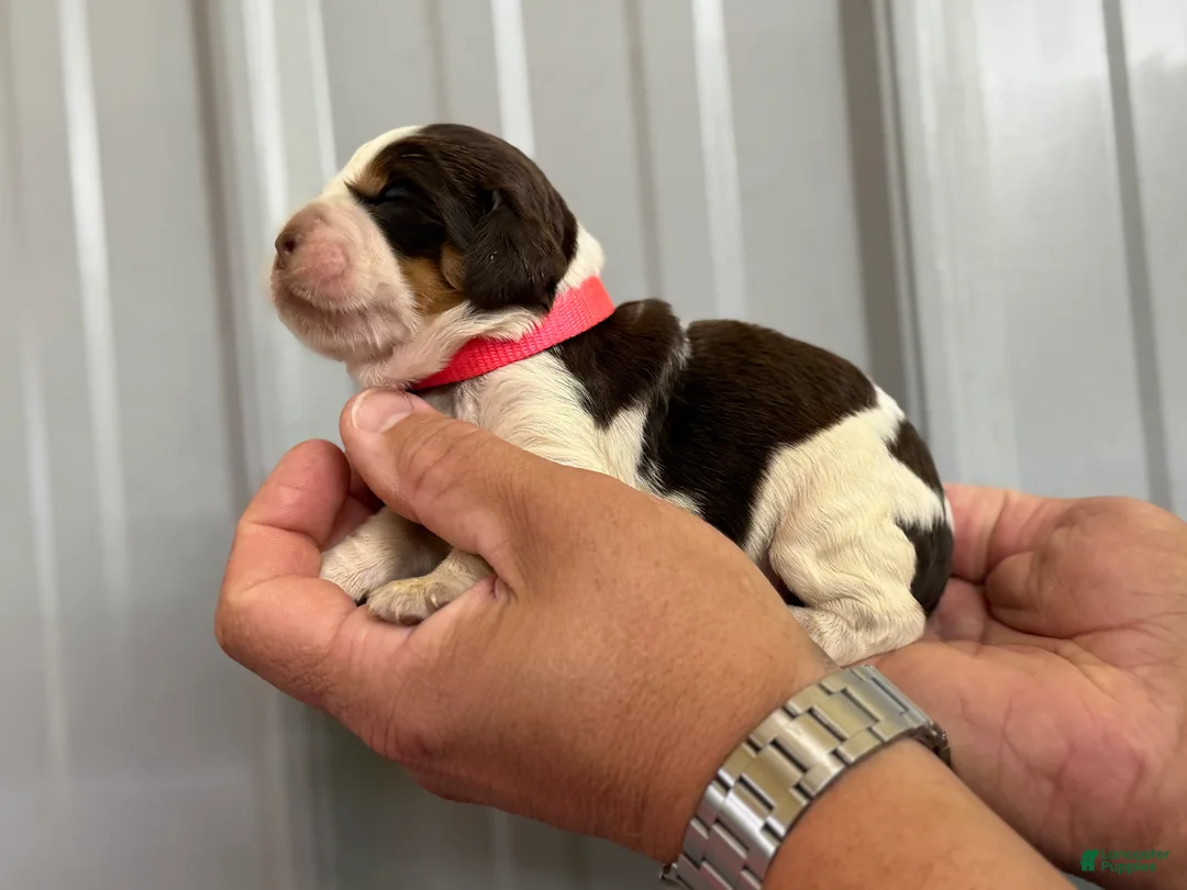 English Springer Spaniel dogs for sale: Sunny - Ad 2
