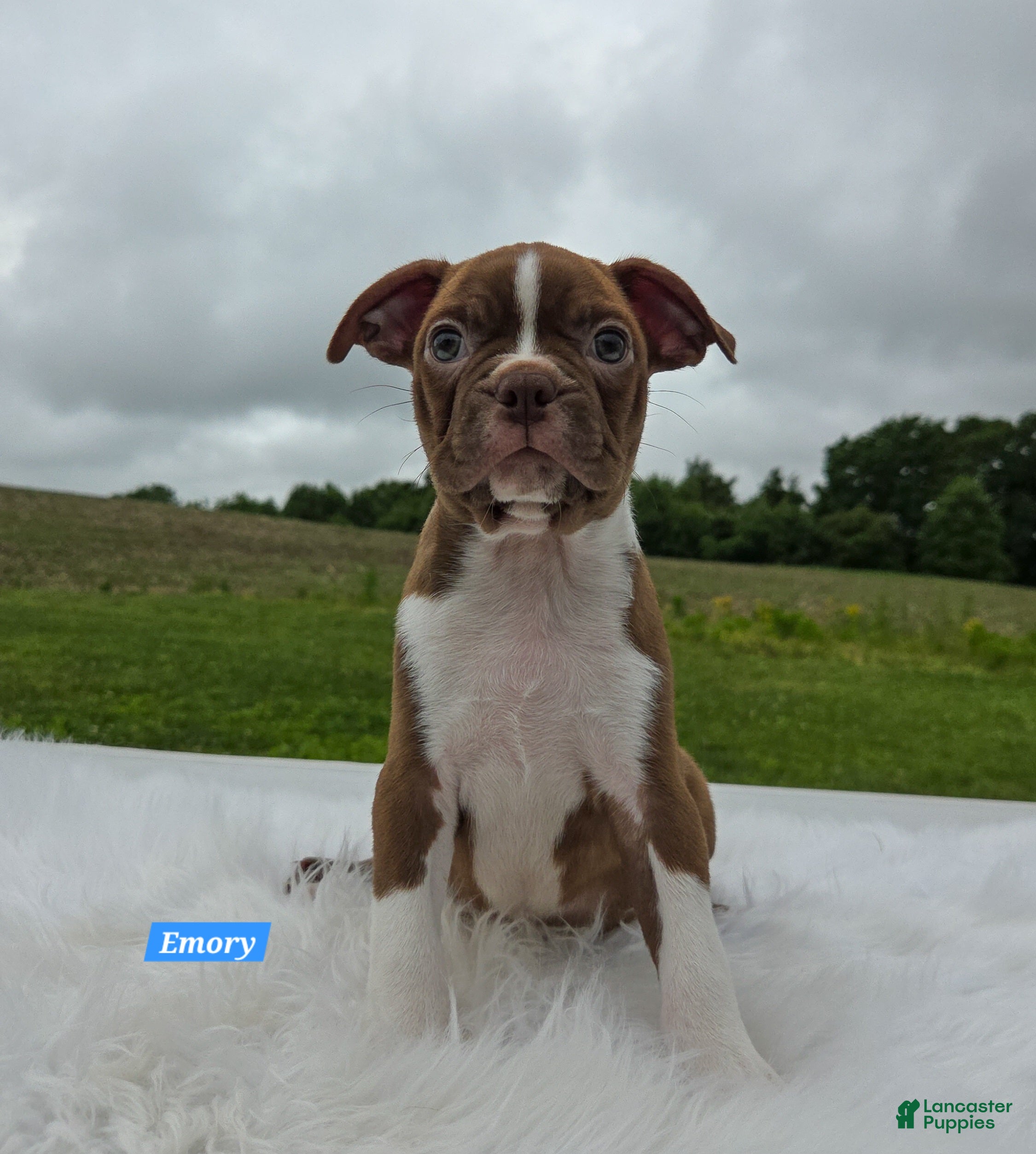 Boston Terrier dogs Emory - Ad 1