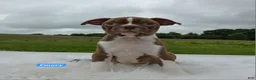Boston Terrier dogs for sale: Emory - Ad 1