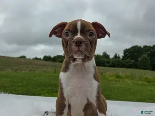 Boston Terrier dogs for sale: Emory - Ad 3