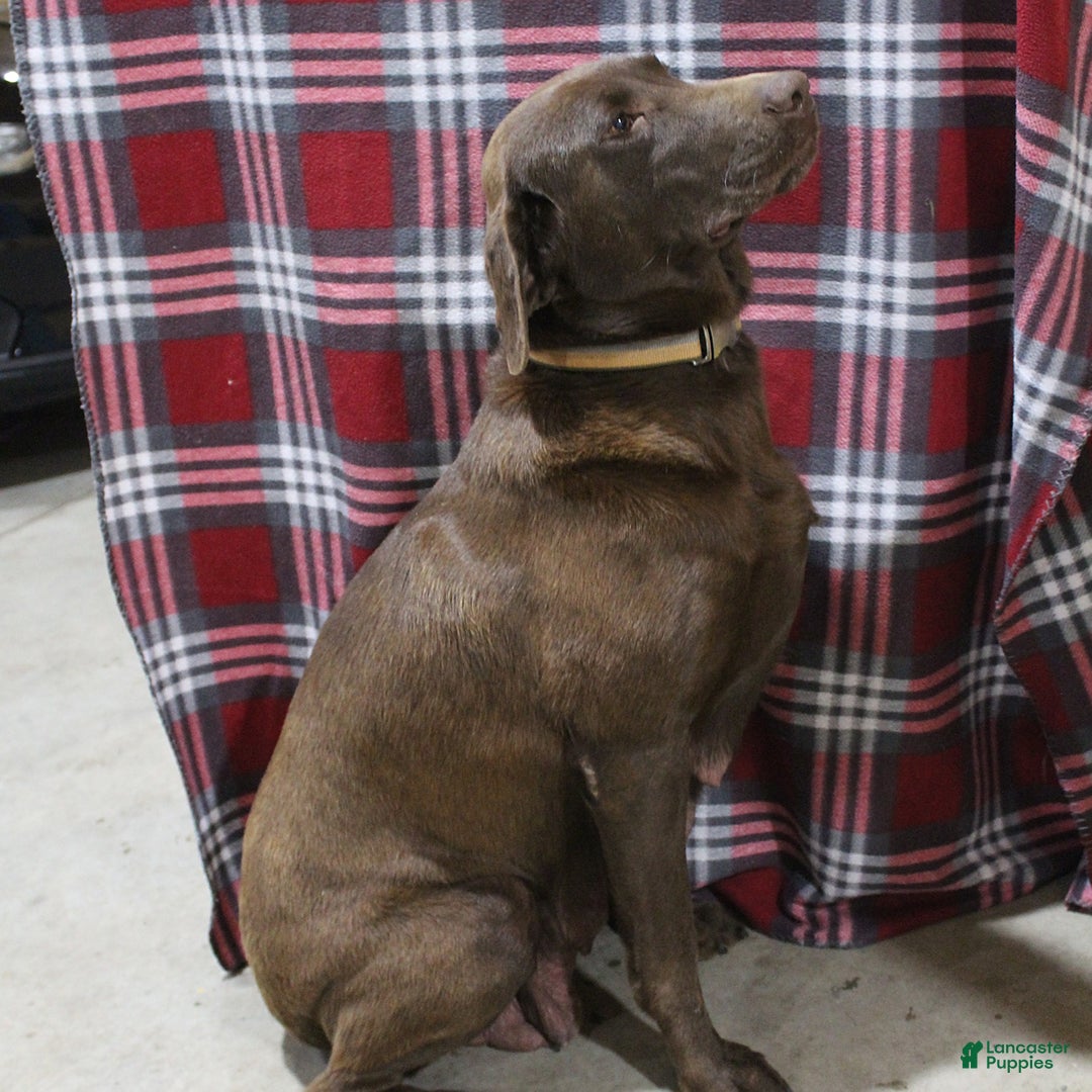 Goldador dogs for sale: Bell  - Ad 5