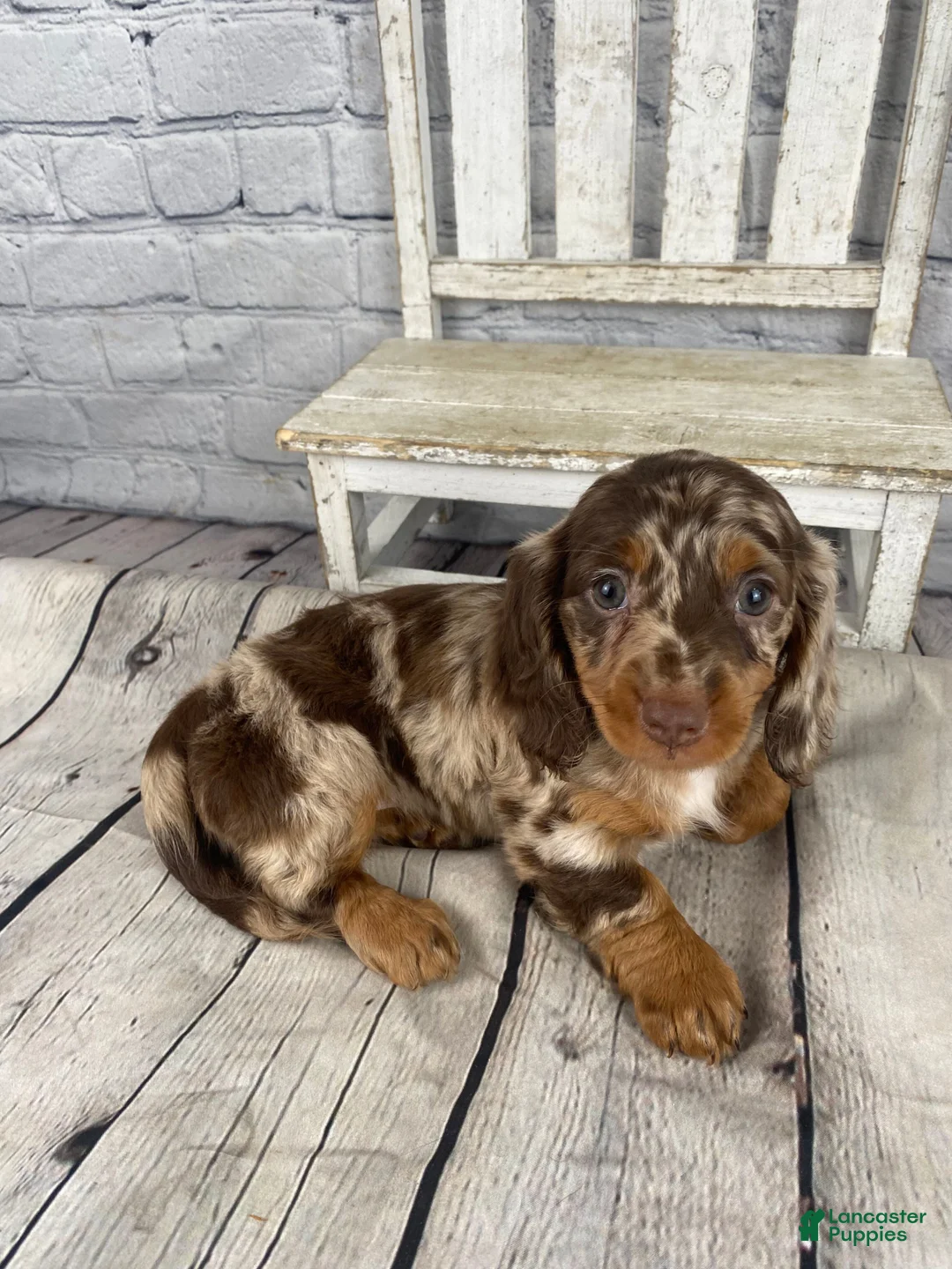 Miniature Dachshund dogs for sale: Callie - Ad 2