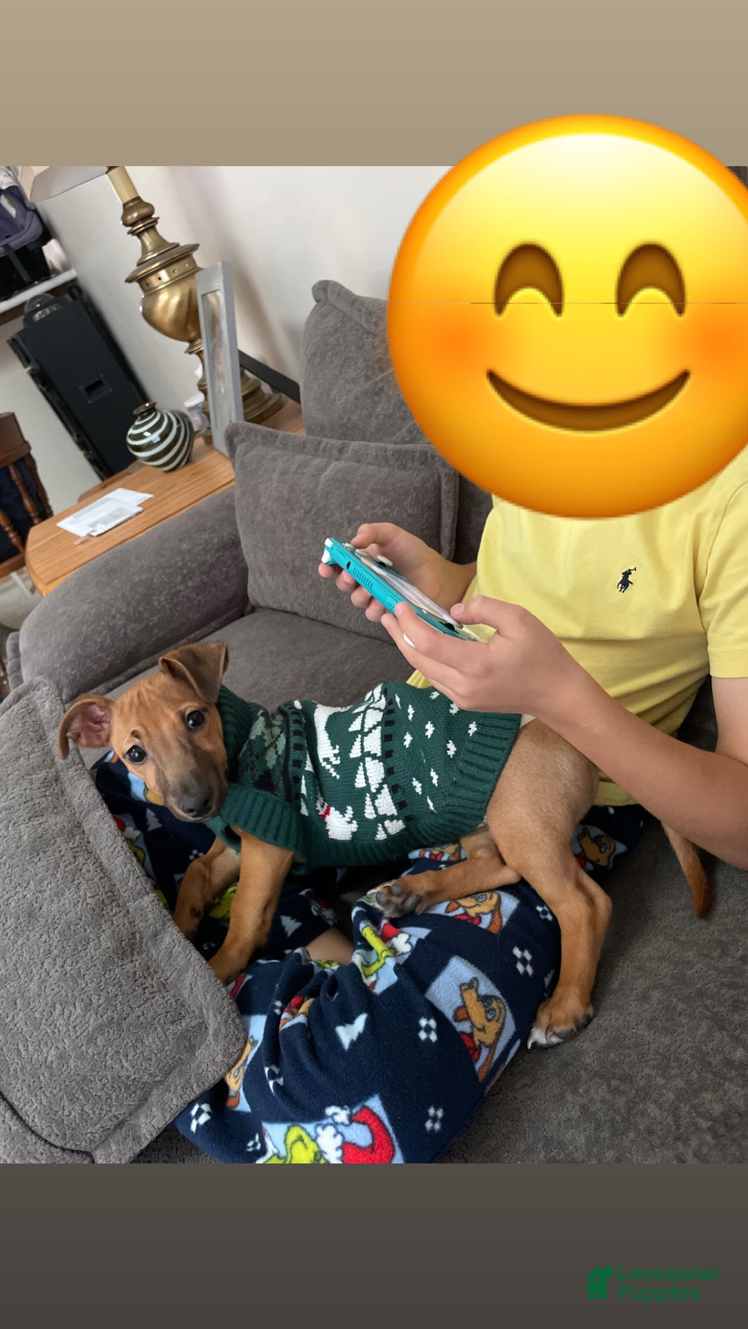 Chiweenie dogs for sale: Chiweenie Puppy 1 - Ad 4