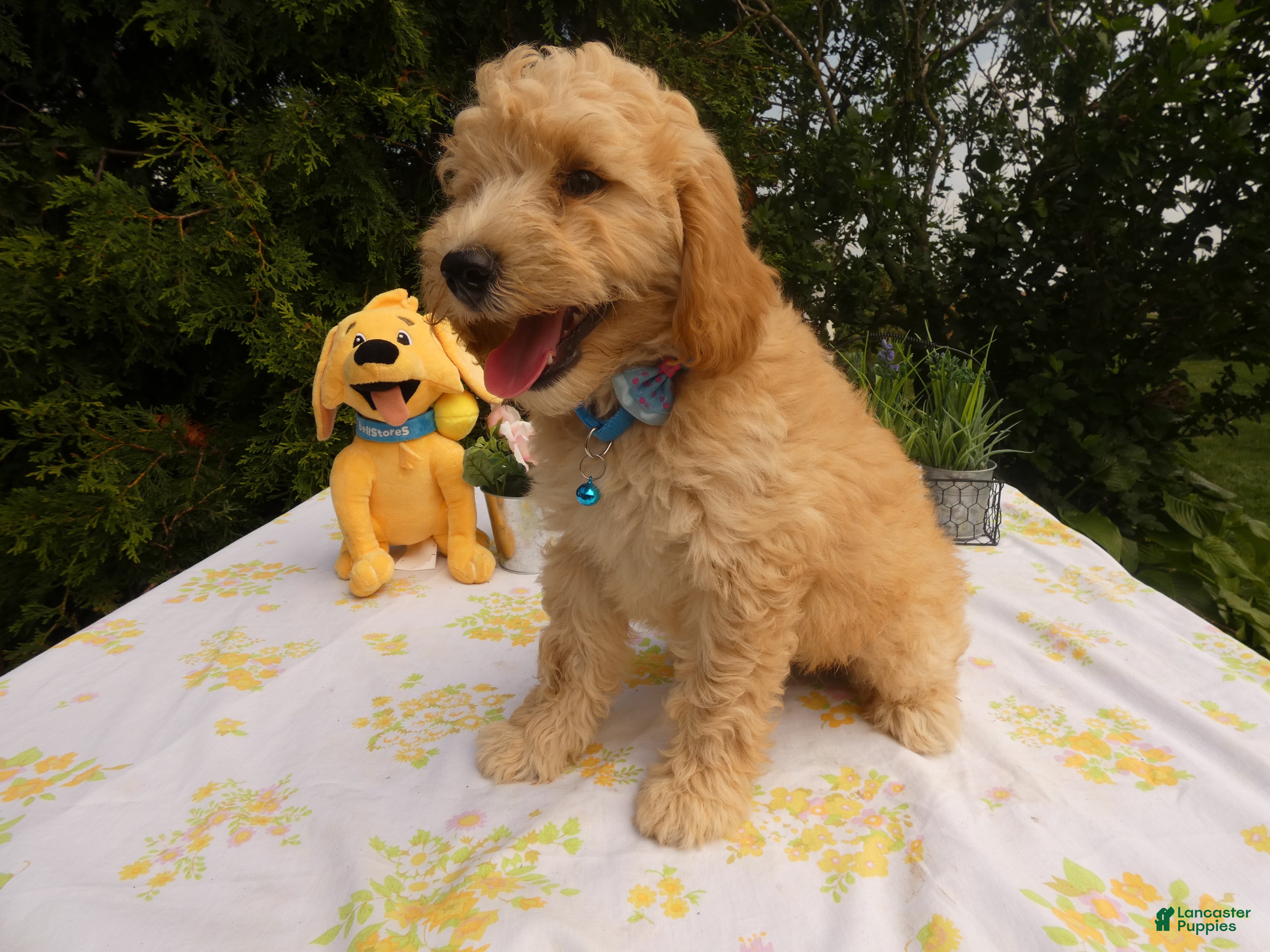 Mini Goldendoodle dogs Goldendoodle 3 Dailey - Ad 2