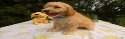 Mini Goldendoodle dogs for sale: Goldendoodle 3 Dailey - Ad 2