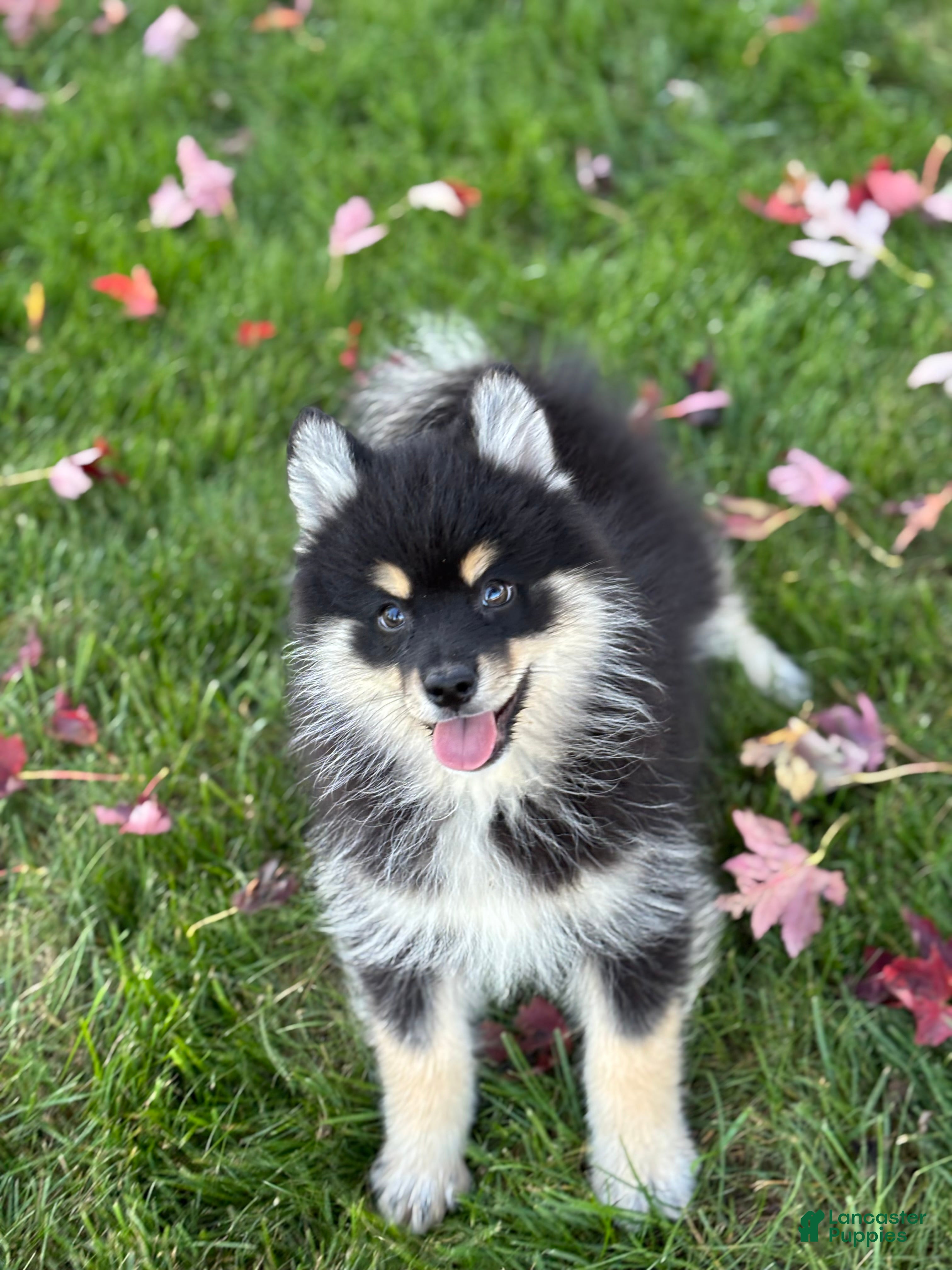 Pomsky dogs for sale: Sawyer - Ad 1