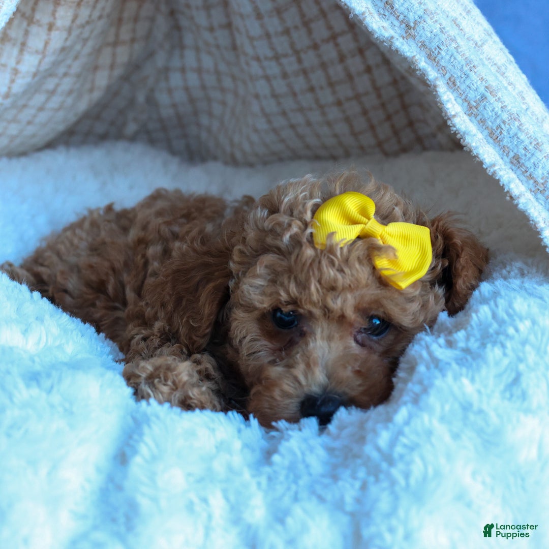 Miniature Poodle dogs for sale: LINSEY - Ad 8