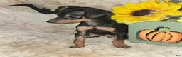 Miniature Pinscher dogs for sale: AKC Roo black rust - Ad 7