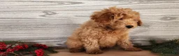 Mini Goldendoodle dogs for sale: Houston - Ad 6
