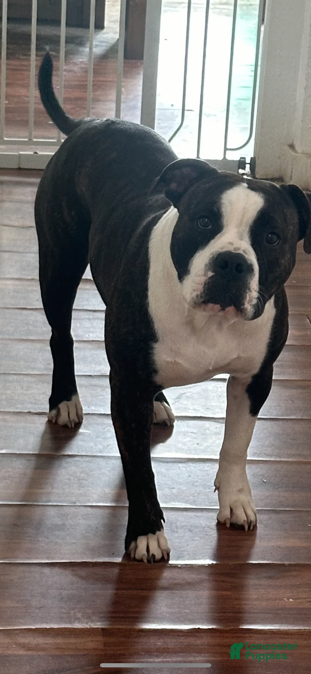 American Pit Bull Terrier dogs for sale:  Puppy 1 - Ad 2