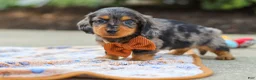 Miniature Dachshund dogs for sale: Dallas - Ad 4