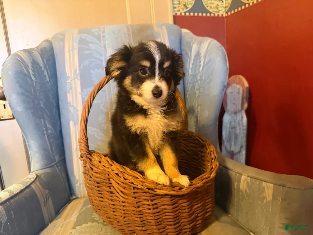 Papillon dogs for sale: Missy's boy #1 - Ad 2