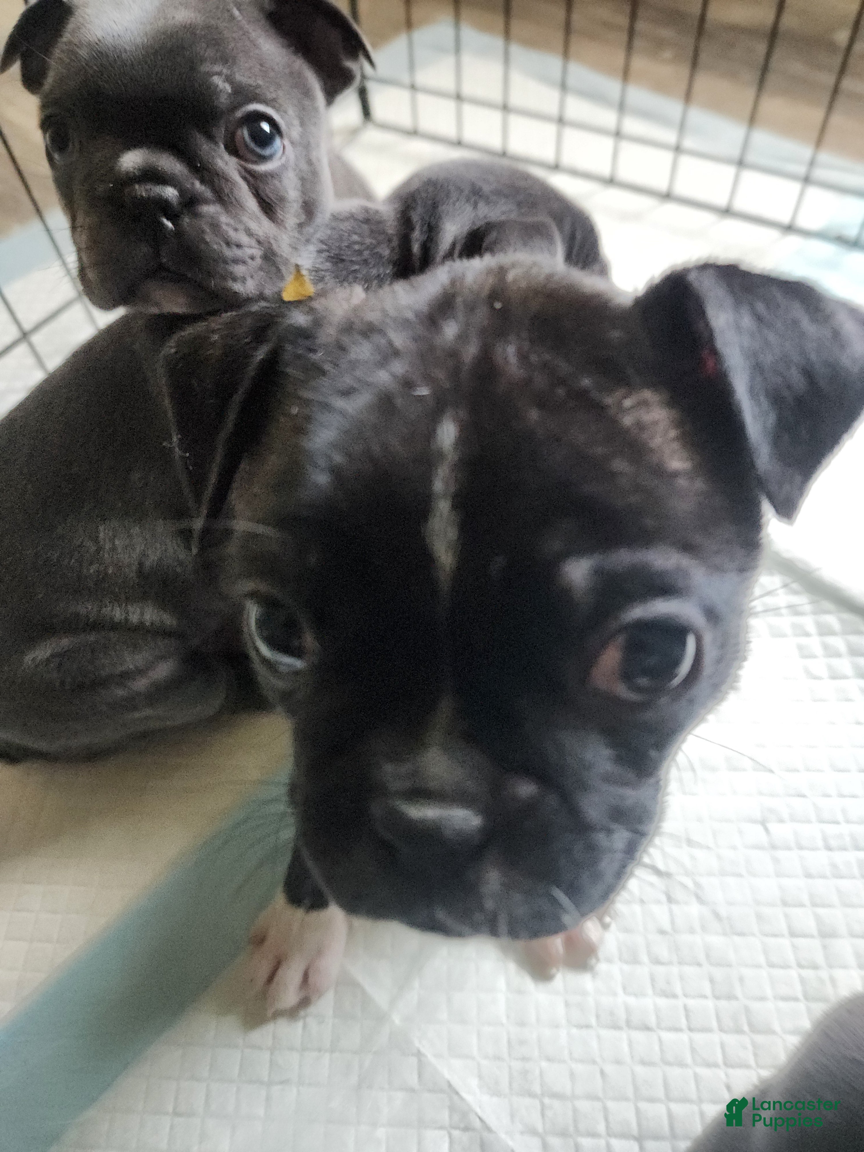 Frenchton dogs for sale: Dewey  - Ad 1