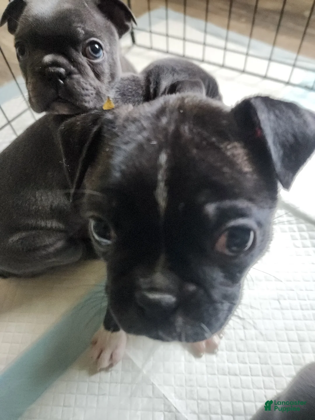 Frenchton dogs for sale: Dewey  - Ad 1