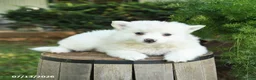 American Eskimo dogs for sale: Fido - Ad 3