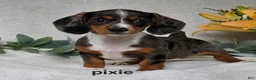 Miniature Dachshund dogs for sale: Pixie - Ad 5
