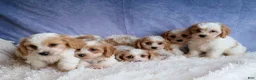 Cavachon dogs for sale: RANDY - Ad 15