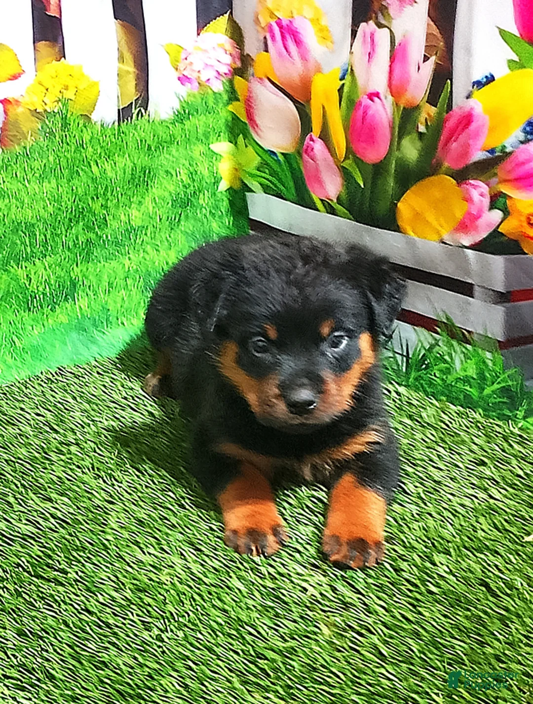 Rottweiler dogs for sale: Moose - Ad 4