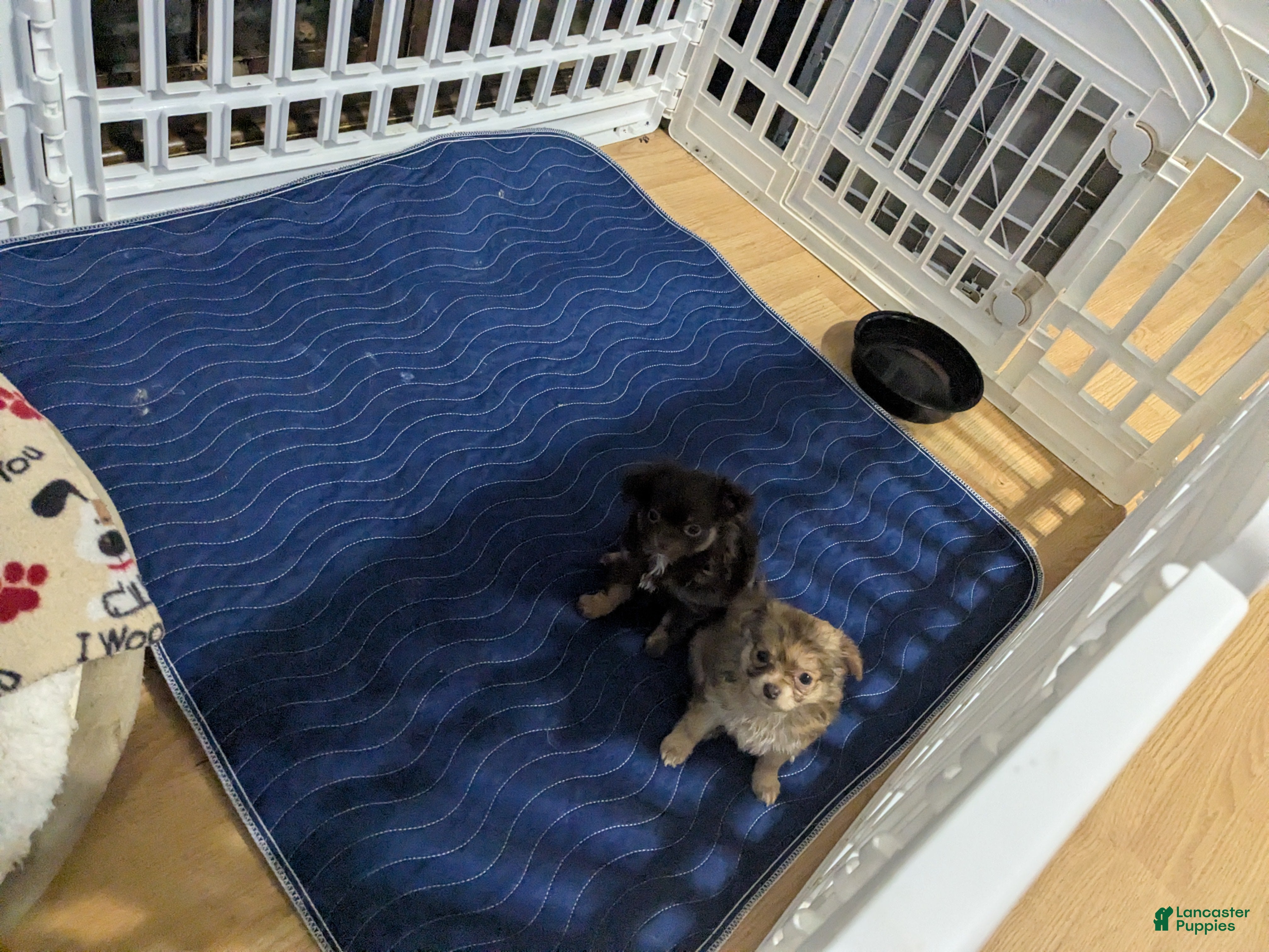 Chihuahua dogs for sale: Chihuahua Puppy 3 - Ad 2