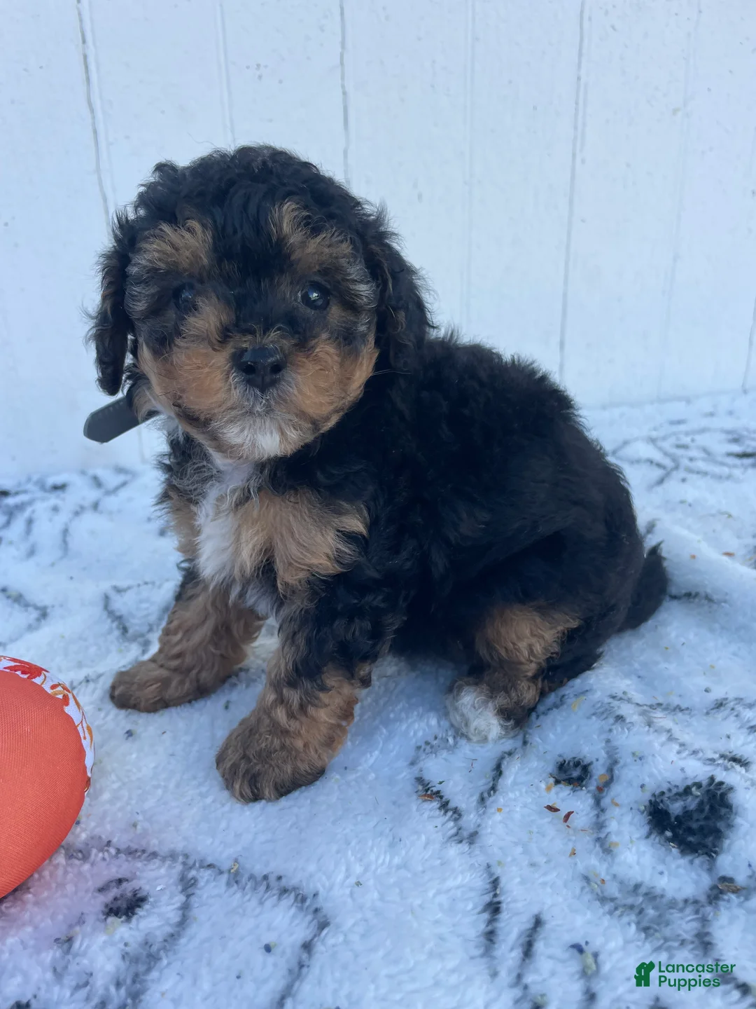 Yorkiepoo dogs for sale: Martin - Ad 4