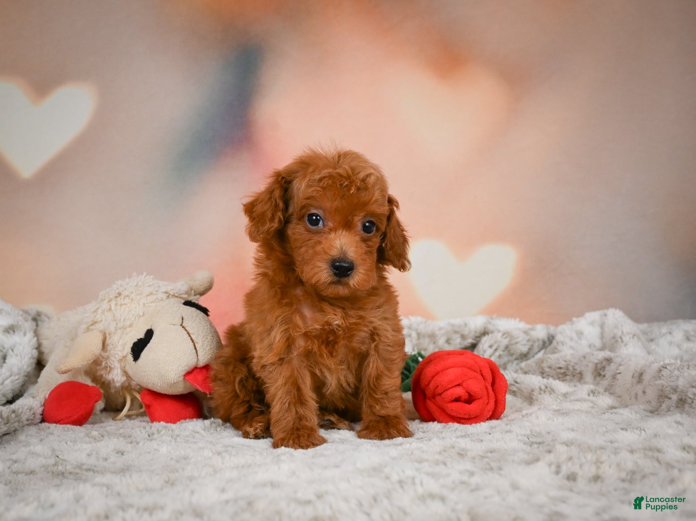 Toy Poodle dogs Archie  - Ad 1