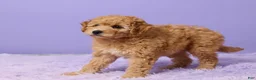 Mini Goldendoodle dogs for sale: Bonnie - Ad 5